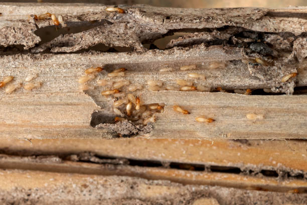 Wasp Removal Services in Rosemead, CA