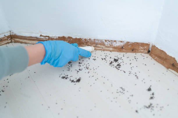 Best Termite Control Services  in Rosemead, CA