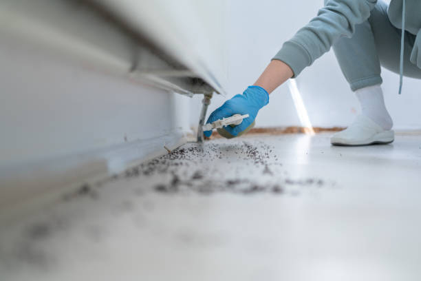 Best Ant Control Services  in Rosemead, CA